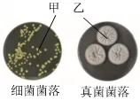 中考生物热点题型主题情境题(又称情境组选题)模拟 第6张