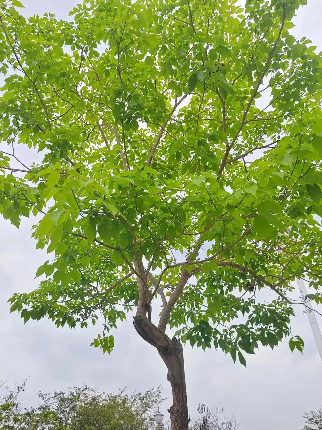 一份期中试卷总分102分,把老师们反复折腾 第1张