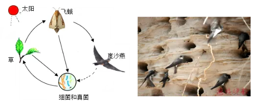 2026年中考生物资料分析题强化题库60题1 第24张