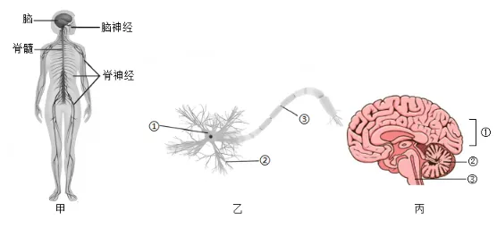 2026年中考生物资料分析题强化题库60题1 第32张