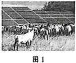 2026年中考生物资料分析题强化题库60题1 第54张