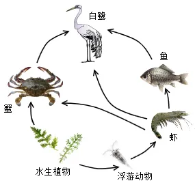 2026年中考生物资料分析题强化题库60题1 第59张
