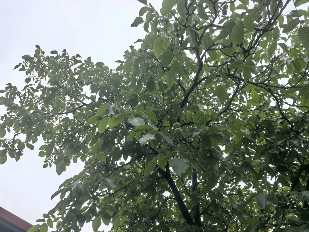 在职考公| 继续参加2027国考第十七季模考 第4张
