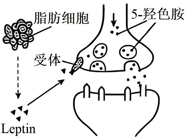 2025年江苏省高考生物学真题文字版和答案(附官方版下载) ⊙ 第9张