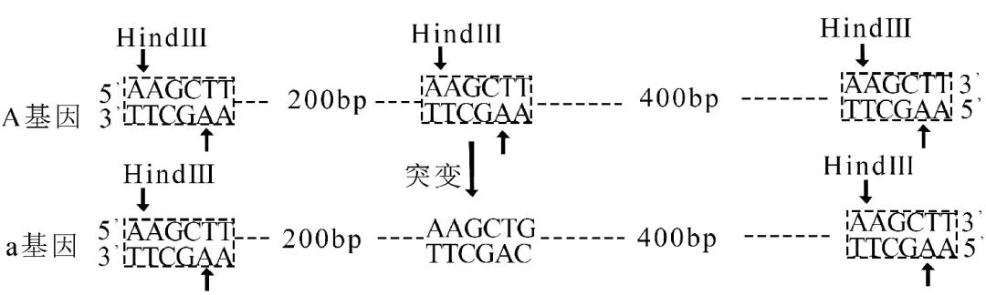 2025年江苏省高考生物学真题文字版和答案(附官方版下载) ⊙ 第16张