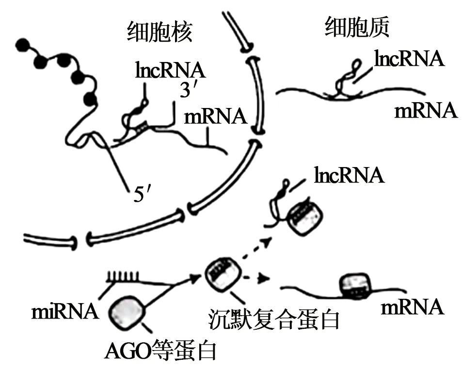 2025年江苏省高考生物学真题文字版和答案(附官方版下载) ⊙ 第17张