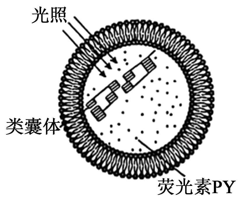 2025年江苏省高考生物学真题文字版和答案(附官方版下载) ⊙ 第18张