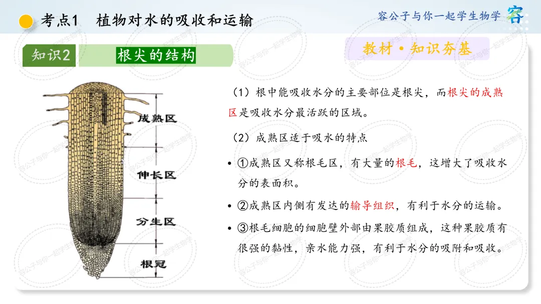 初中生物学中考一轮复习课件《第10讲 植物与生物圈中的水循环》 第5张
