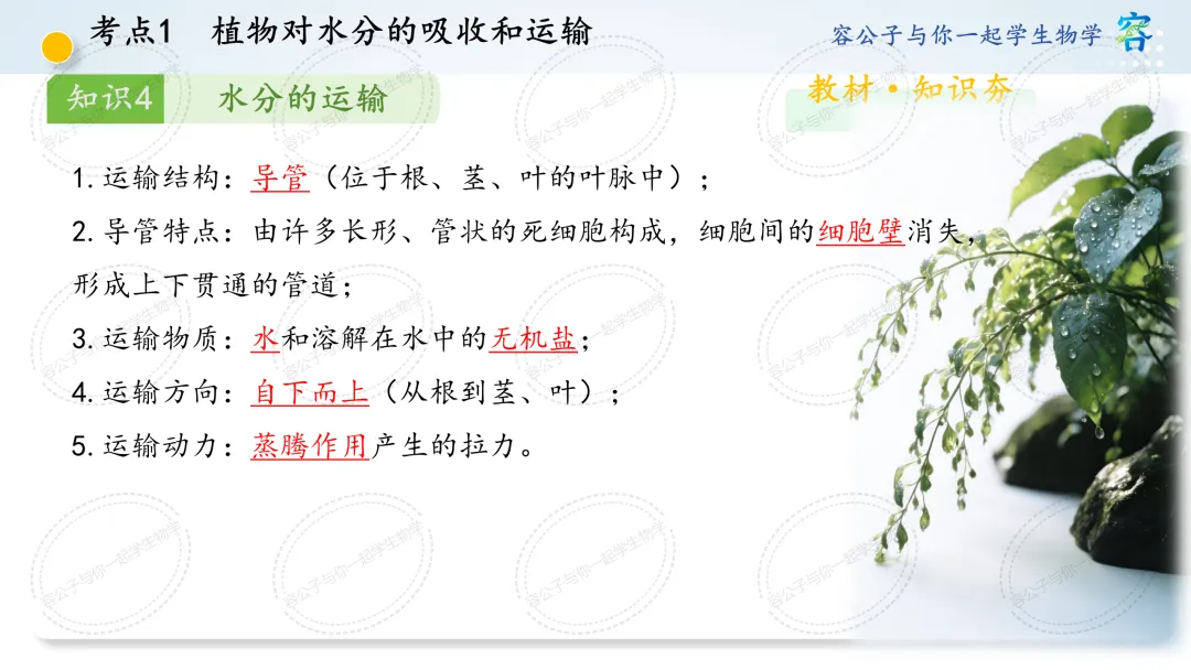 初中生物学中考一轮复习课件《第10讲 植物与生物圈中的水循环》 第7张