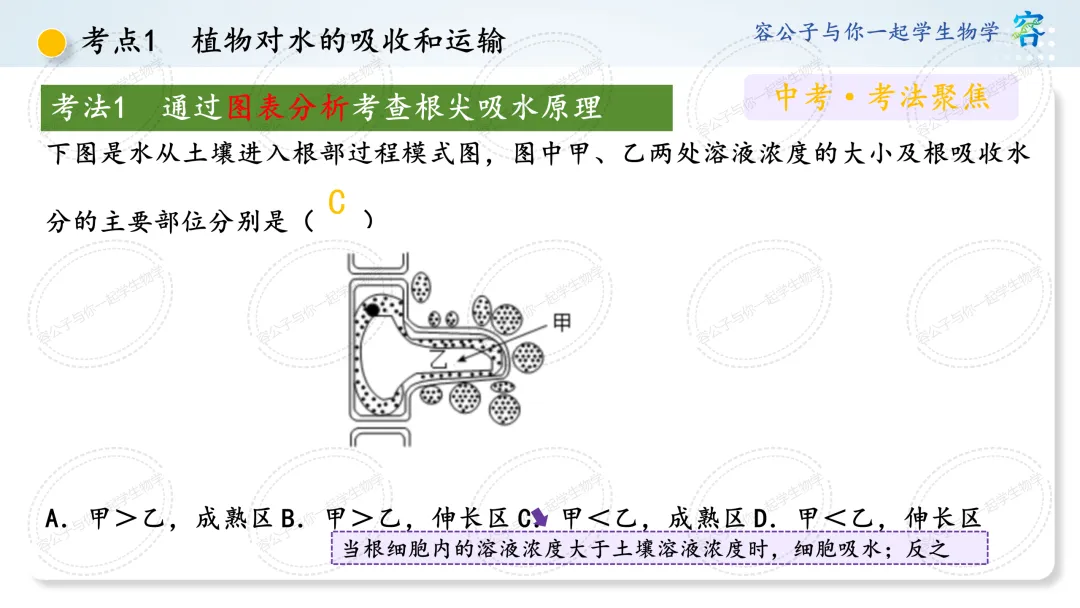 初中生物学中考一轮复习课件《第10讲 植物与生物圈中的水循环》 第11张