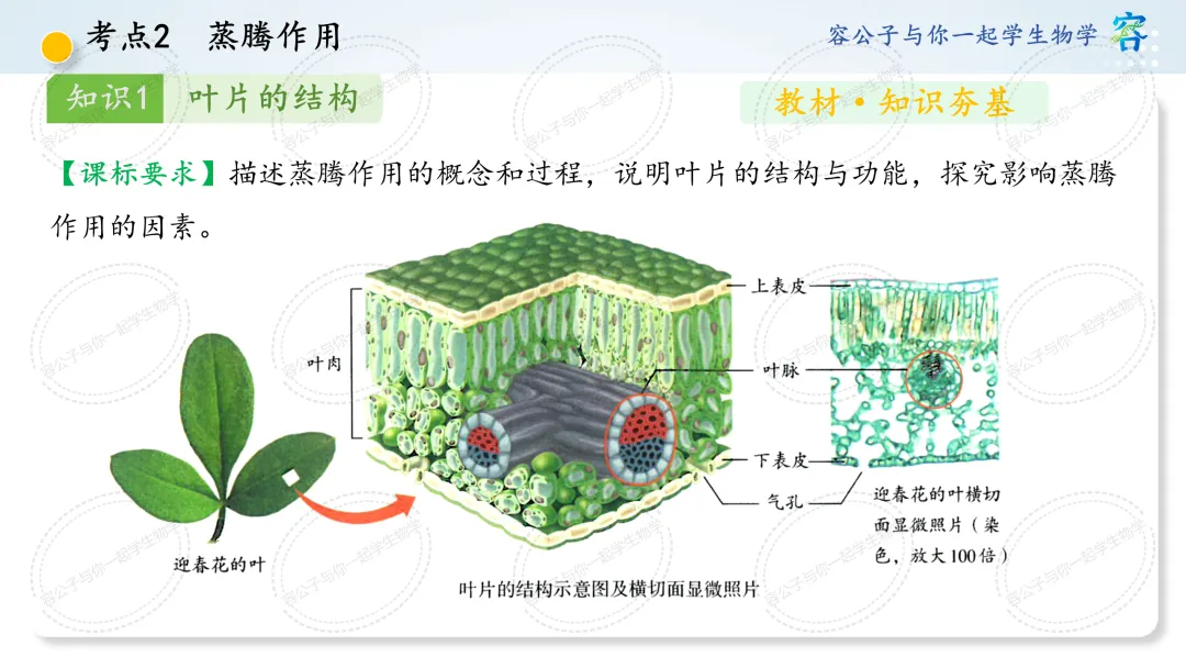 初中生物学中考一轮复习课件《第10讲 植物与生物圈中的水循环》 第14张
