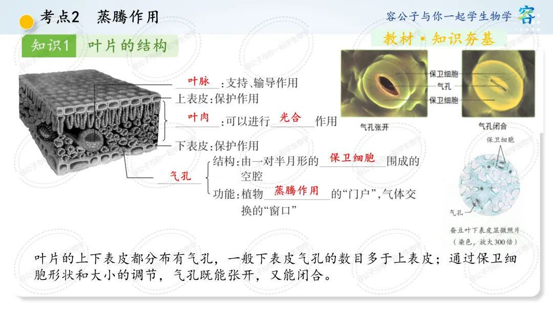 初中生物学中考一轮复习课件《第10讲 植物与生物圈中的水循环》 第15张