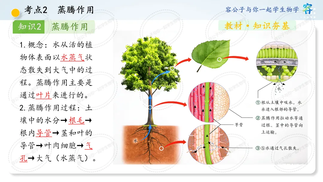 初中生物学中考一轮复习课件《第10讲 植物与生物圈中的水循环》 第18张