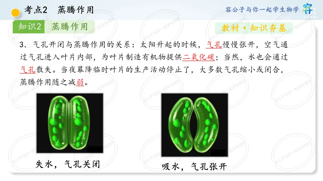 初中生物学中考一轮复习课件《第10讲 植物与生物圈中的水循环》 第19张