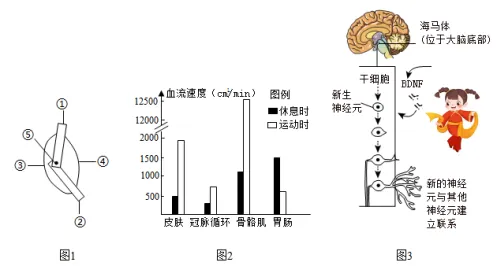 中考生物|热点情境03“2026年春晚机器人” 考查人体生理-第2张图片-四季读书网 中考生物|热点情境03“2026年春晚机器人” 考查人体生理-第2张图片-四季读书网