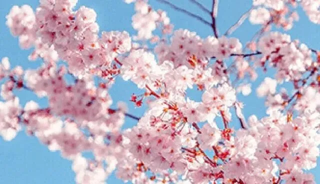 中考作文押题＂责任与担当＂主题高分写作攻略,附范文,可打印 第29张