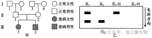 山东省日照市2026届高三下学期模拟考试生物学答案及解析 ⊙ 第3张 山东省日照市2026届高三下学期模拟考试生物学答案及解析 ⊙ 第3张