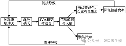 山东省日照市2026届高三下学期模拟考试生物学答案及解析 ⊙ 第5张 山东省日照市2026届高三下学期模拟考试生物学答案及解析 ⊙ 第5张