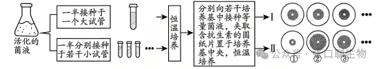 山东省日照市2026届高三下学期模拟考试生物学答案及解析 ⊙ 第7张 山东省日照市2026届高三下学期模拟考试生物学答案及解析 ⊙ 第7张