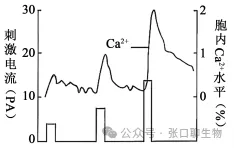 山东省日照市2026届高三下学期模拟考试生物学答案及解析 ⊙ 第9张 山东省日照市2026届高三下学期模拟考试生物学答案及解析 ⊙ 第9张