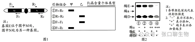 山东省日照市2026届高三下学期模拟考试生物学答案及解析 ⊙ 第11张 山东省日照市2026届高三下学期模拟考试生物学答案及解析 ⊙ 第11张