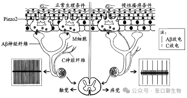 山东省日照市2026届高三下学期模拟考试生物学答案及解析 ⊙ 第12张 山东省日照市2026届高三下学期模拟考试生物学答案及解析 ⊙ 第12张