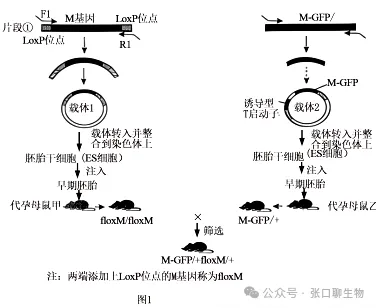山东省日照市2026届高三下学期模拟考试生物学答案及解析 ⊙ 第14张 山东省日照市2026届高三下学期模拟考试生物学答案及解析 ⊙ 第14张
