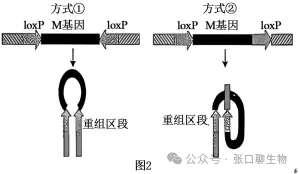 山东省日照市2026届高三下学期模拟考试生物学答案及解析 ⊙ 第15张 山东省日照市2026届高三下学期模拟考试生物学答案及解析 ⊙ 第15张