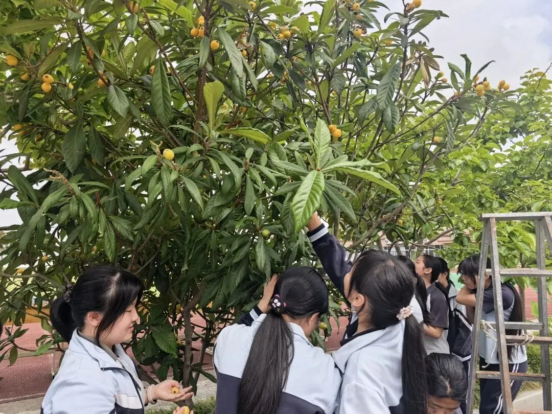 摘金色枇杷,品奋斗甘甜;燃青春斗志,赢中考辉煌-第13张图片-四季读书网 摘金色枇杷,品奋斗甘甜;燃青春斗志,赢中考辉煌-第13张图片-四季读书网