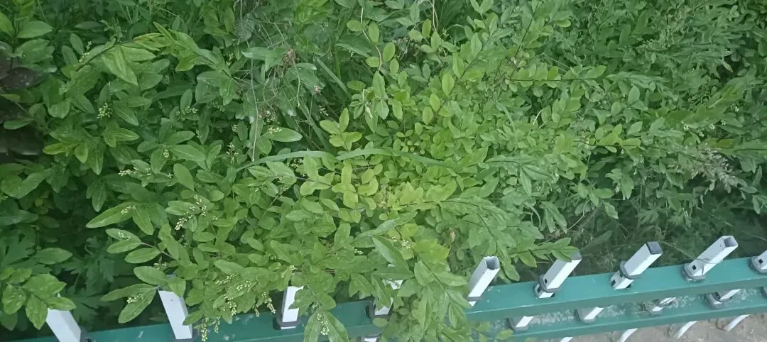 距离中考仅剩一个月,收拾心情,整装待发 第2张