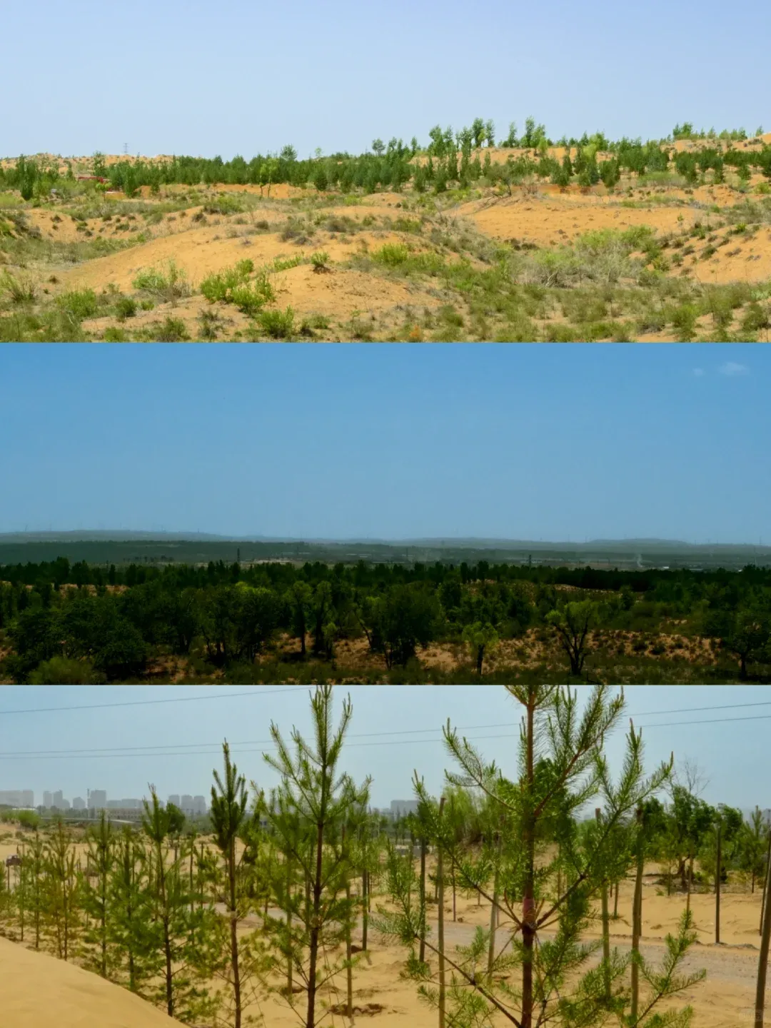 毛乌素沙地:从真题里解锁沙漠与沙地的“身份密码” 第4张 毛乌素沙地:从真题里解锁沙漠与沙地的“身份密码” 第4张