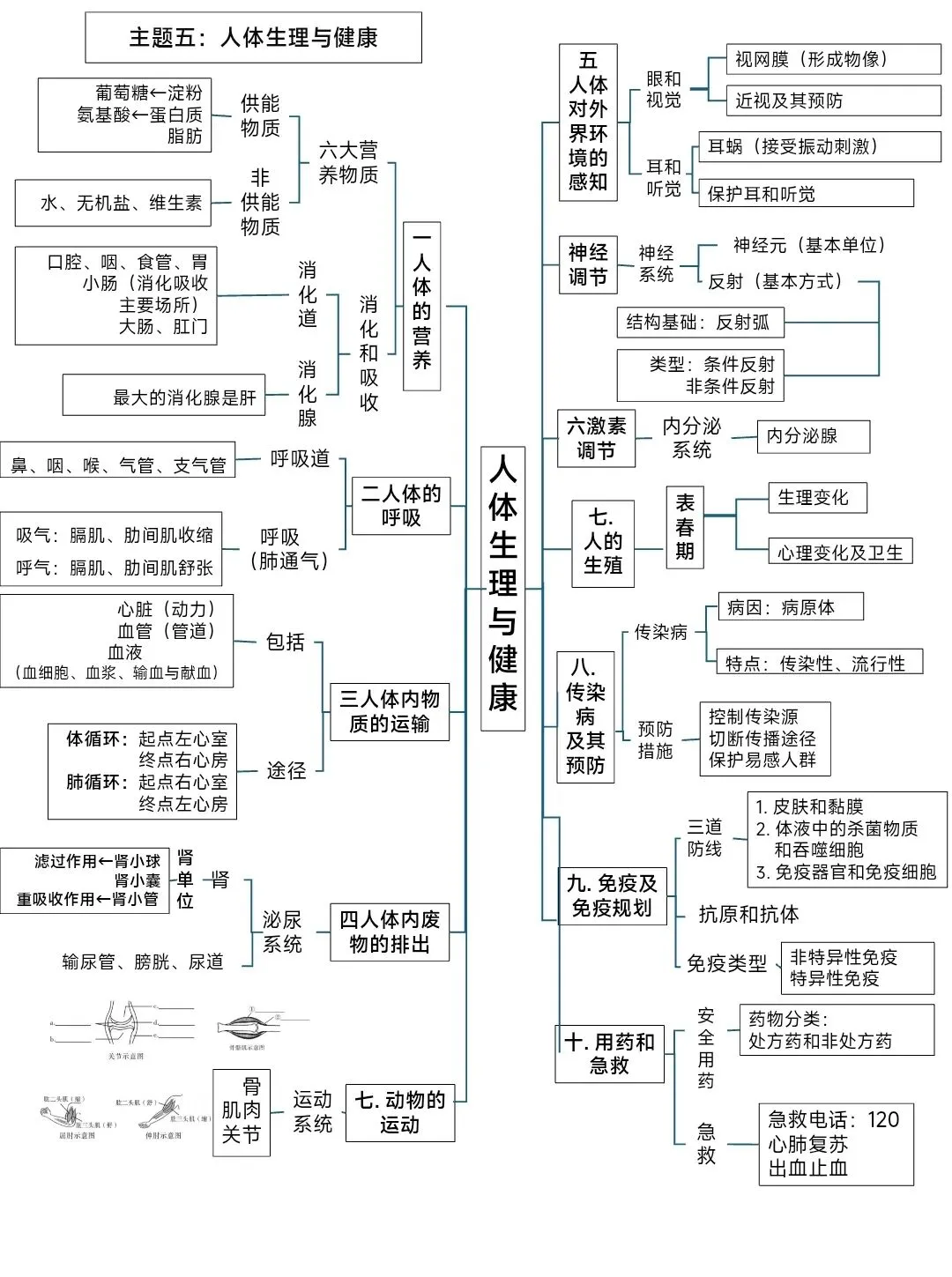 新人教版初中生物六大主题生物中考复习思维导图pptx课件文档 可编辑版 第6张
