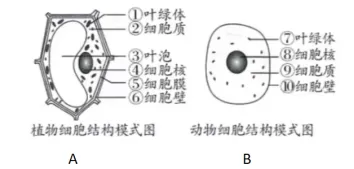 中考冲刺——生物错题练习 第3张