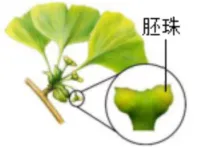 中考冲刺——生物错题练习 第4张