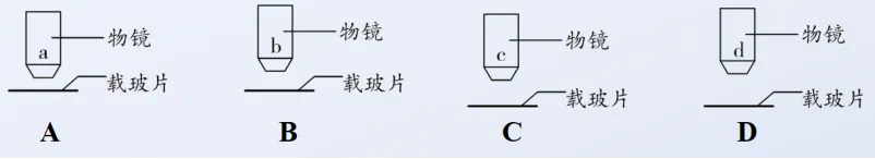 中考冲刺——生物错题练习 第6张