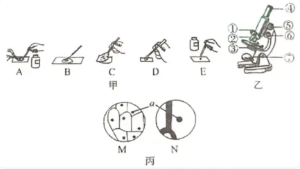 中考冲刺——生物错题练习 第7张