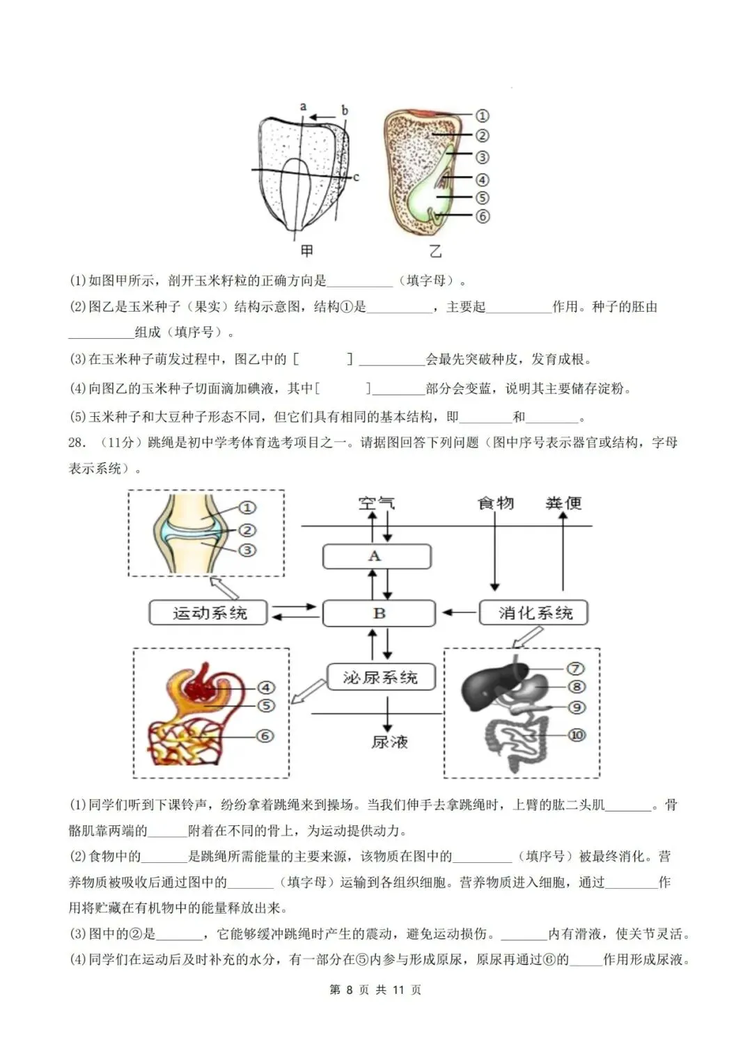 2026年中考生物临考冲刺卷(全国通用)(考试版+解析版),电子版可打印,建议收藏,打印吃透! 第11张 2026年中考生物临考冲刺卷(全国通用)(考试版+解析版),电子版可打印,建议收藏,打印吃透! 第11张