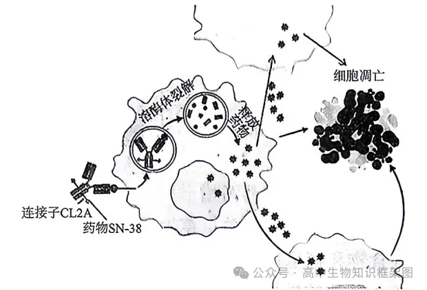 2026年哈尔滨市高考第二次模拟考试生物学试题和答案 ⊙ 第4张