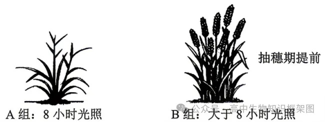 2026年哈尔滨市高考第二次模拟考试生物学试题和答案 ⊙ 第5张