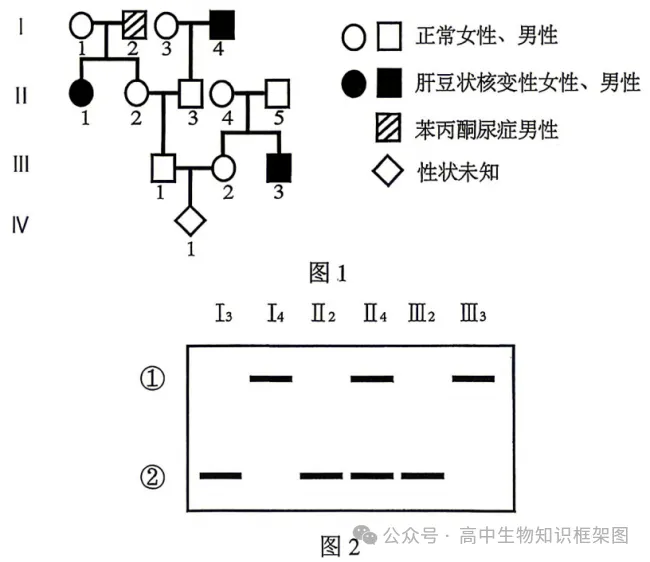 2026年哈尔滨市高考第二次模拟考试生物学试题和答案 ⊙ 第10张
