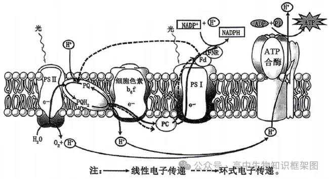2026年哈尔滨市高考第二次模拟考试生物学试题和答案 ⊙ 第11张