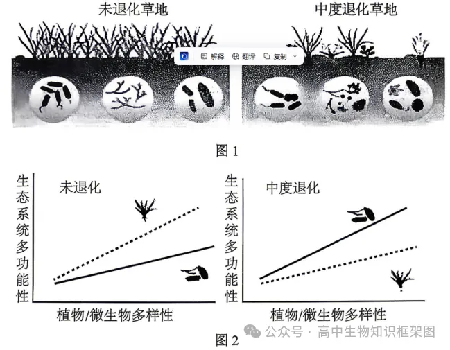 2026年哈尔滨市高考第二次模拟考试生物学试题和答案 ⊙ 第12张