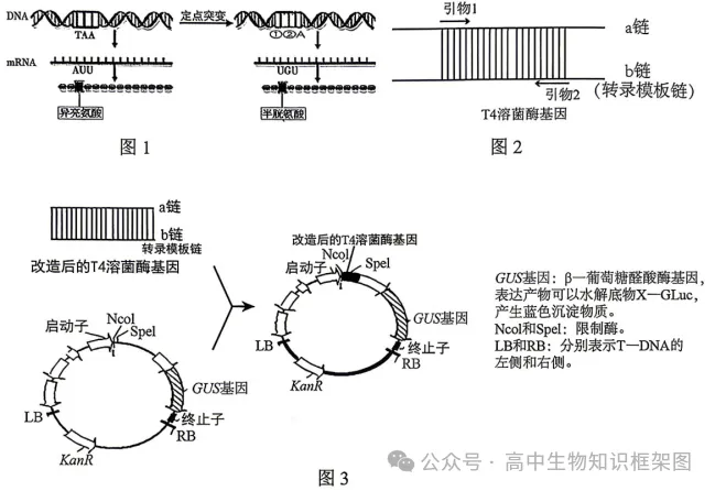 2026年哈尔滨市高考第二次模拟考试生物学试题和答案 ⊙ 第14张