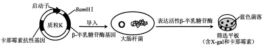 2025年安徽省高考生物学真题和答案(附各省下载) ⊙ 第10张 2025年安徽省高考生物学真题和答案(附各省下载) ⊙ 第10张