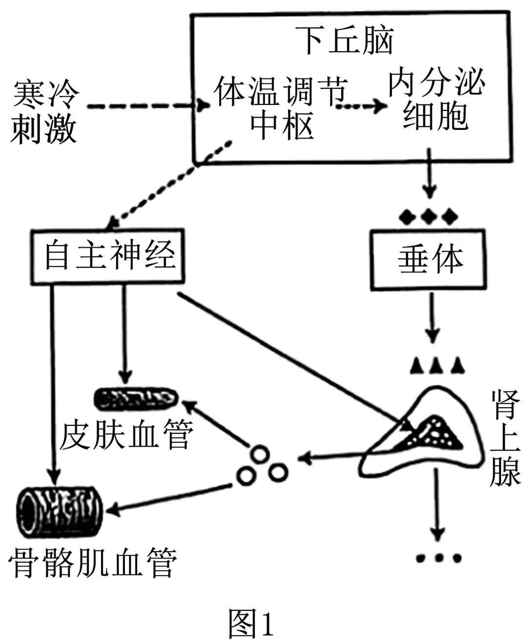2025年安徽省高考生物学真题和答案(附各省下载) ⊙ 第14张 2025年安徽省高考生物学真题和答案(附各省下载) ⊙ 第14张