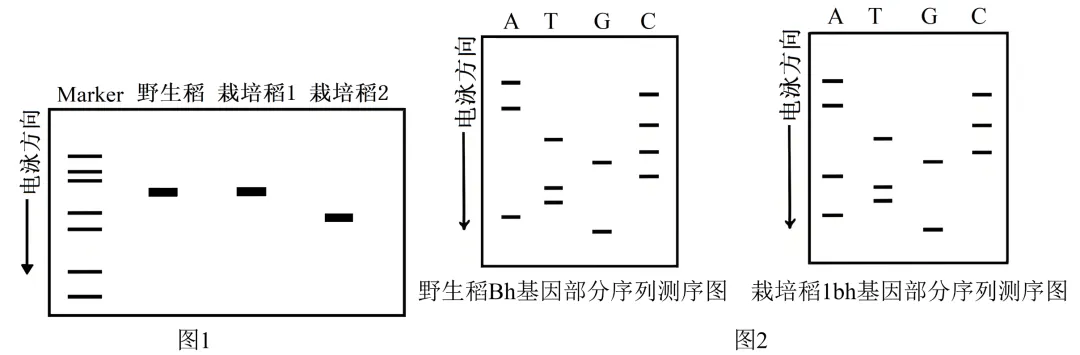 2025年安徽省高考生物学真题和答案(附各省下载) ⊙ 第17张 2025年安徽省高考生物学真题和答案(附各省下载) ⊙ 第17张
