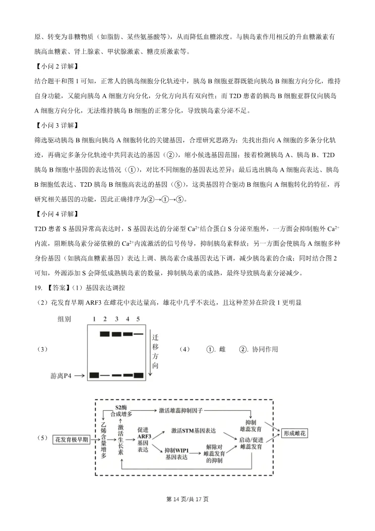 2026北京石景山高三一模生物试卷 第14张
