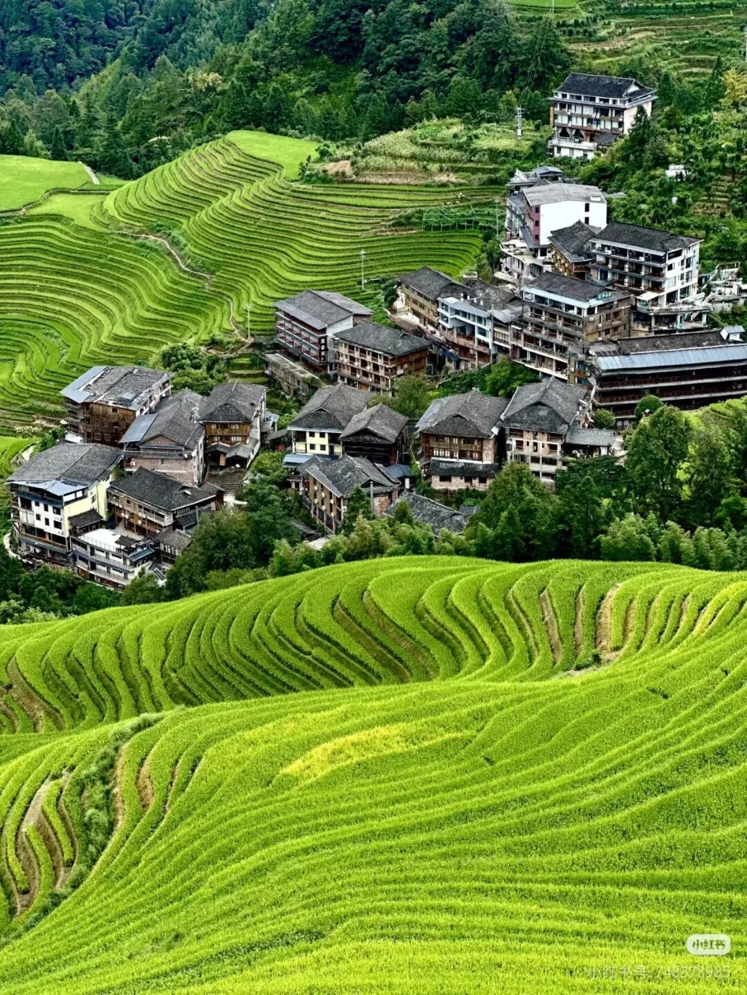 【启炫2026年六月中考毕业季 山水桂林 美动人间】6月20-24号水墨桂林 踏歌而行!桂林山水+龙脊梯田双飞五日亲子纯净之旅! 第36张