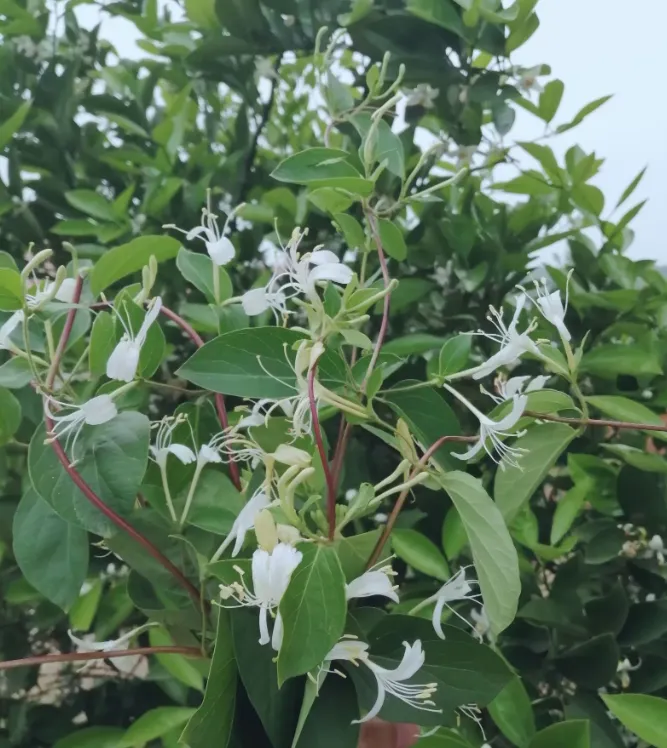 武汉中考择校的真相:教育早已不是投资,而是普通家庭最贵的消费!-第2张图片-四季读书网