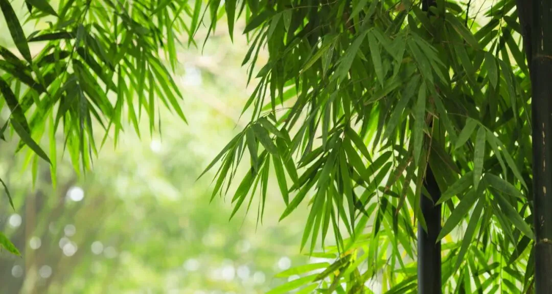 中考满分作文 || 《我和 ----做朋友 》(6篇) 第1张
